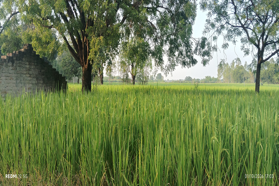 Village farms