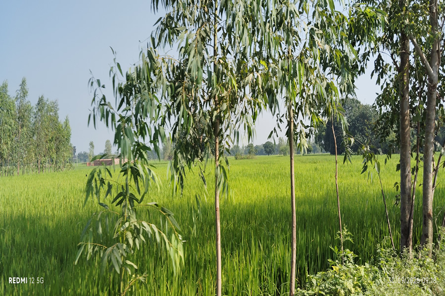Village landscape