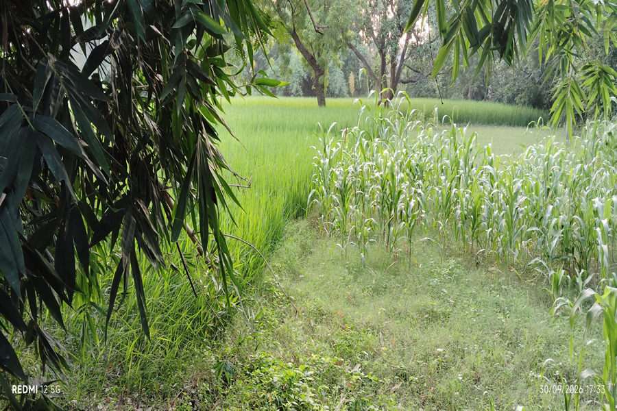 Returning from Village